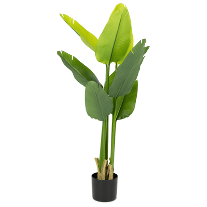 Travellers Palm 120cm