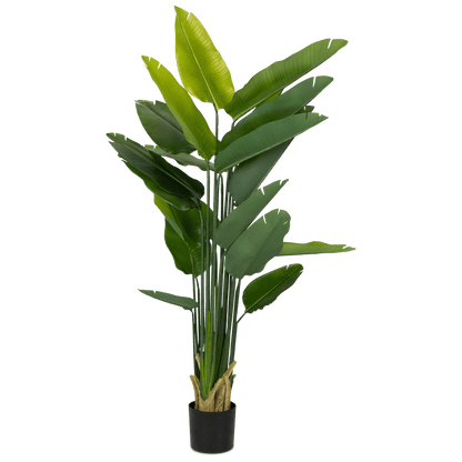 Travellers Palm 210cm