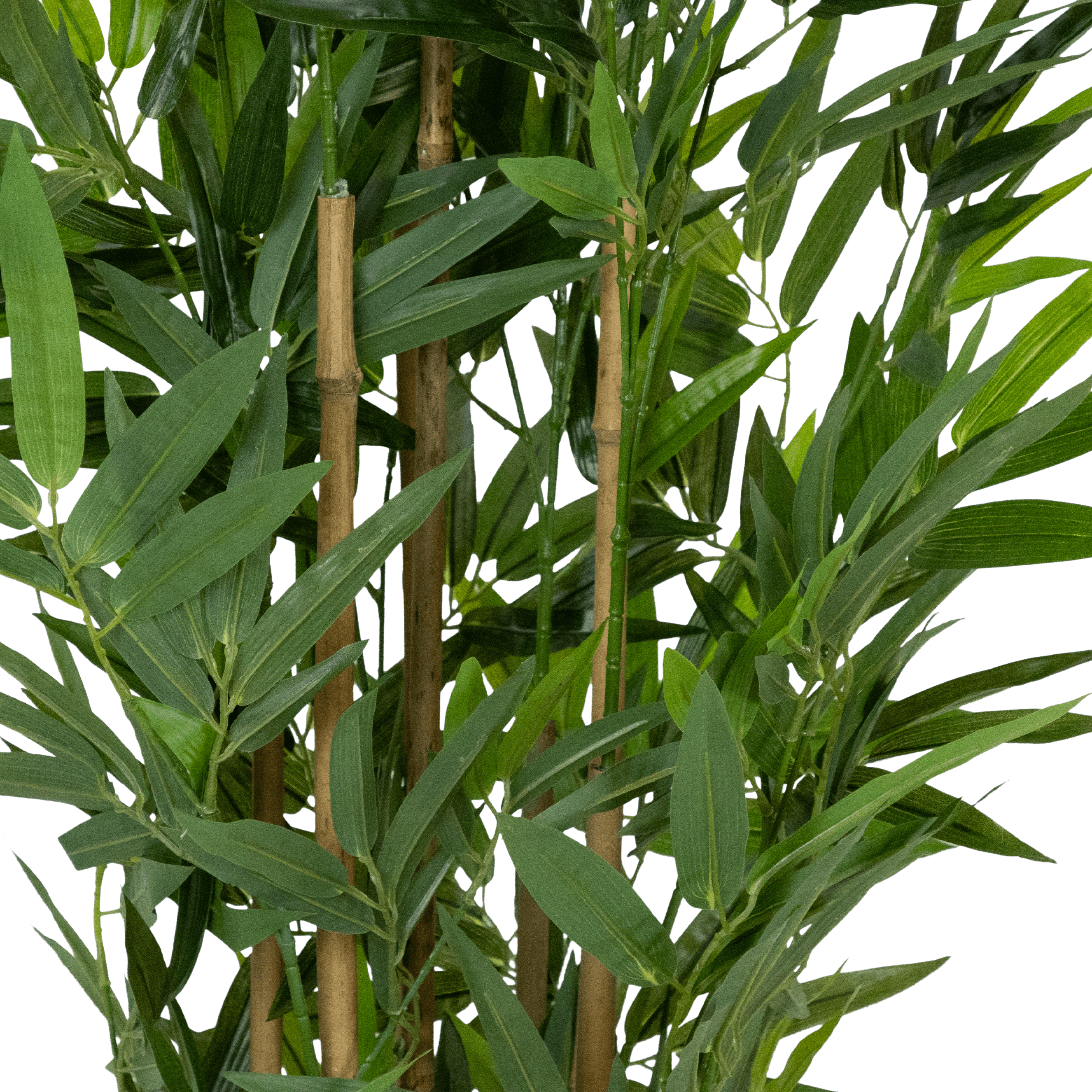 Bamboo 160cm