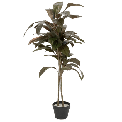 Dracaena 120cm