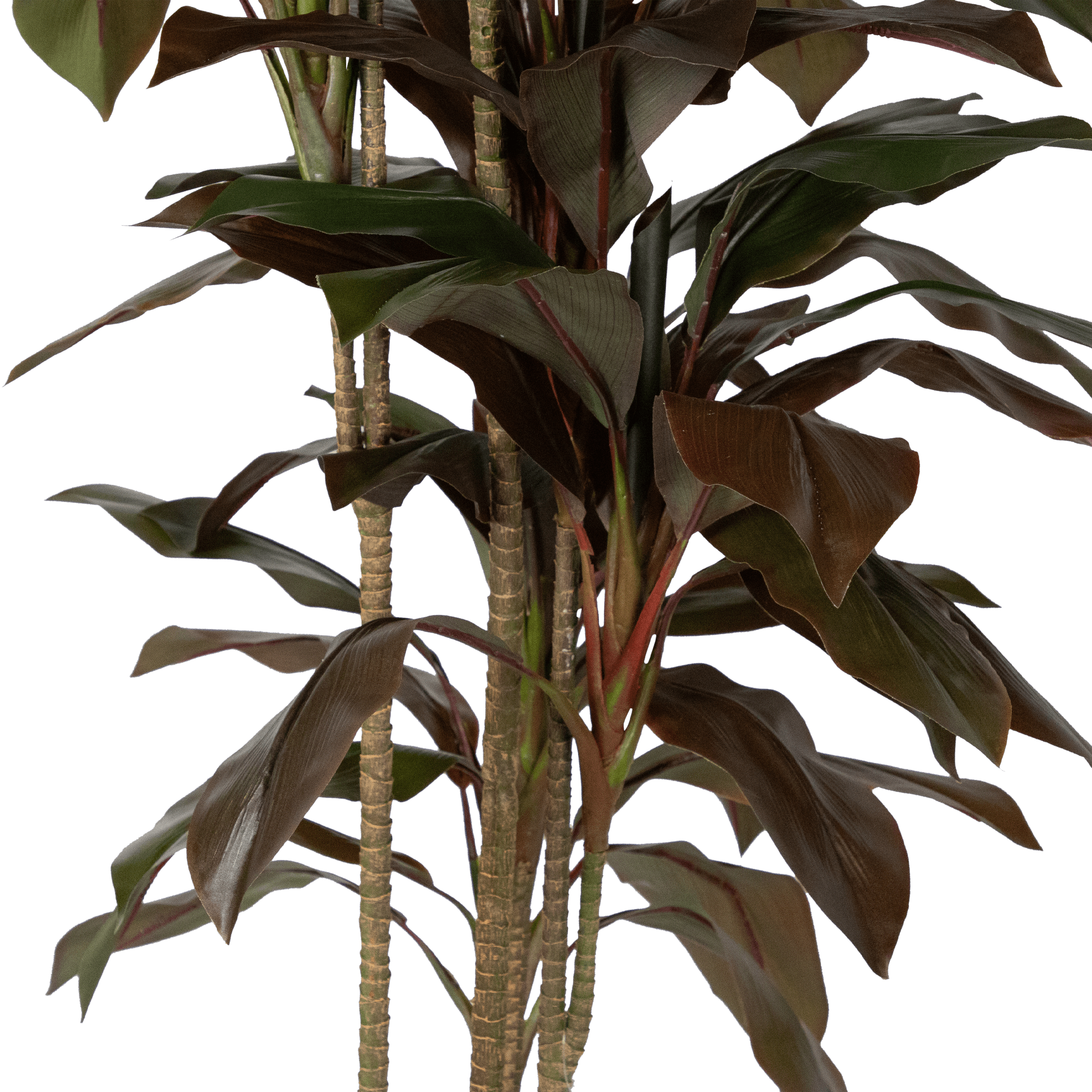 Dracaena 180cm