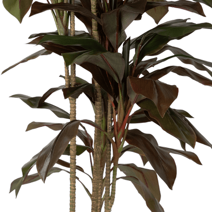 Dracaena 180cm