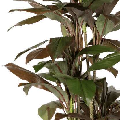 Dracaena 180cm