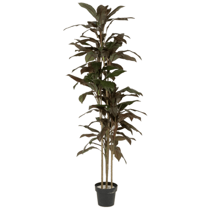 Dracaena 180cm