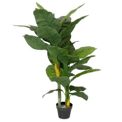 Dieffenbachia 130cm