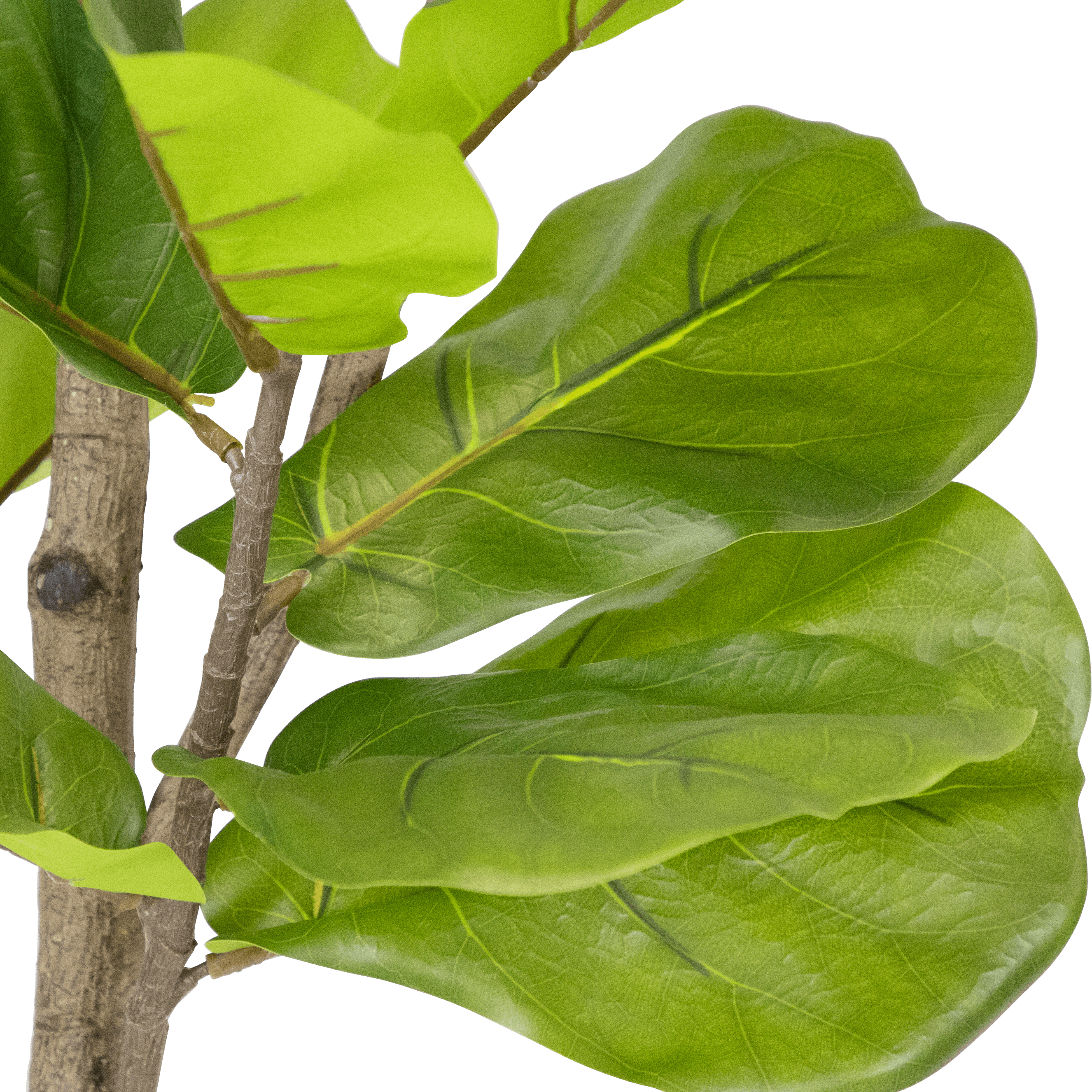 Fiddle Leaf 190cm