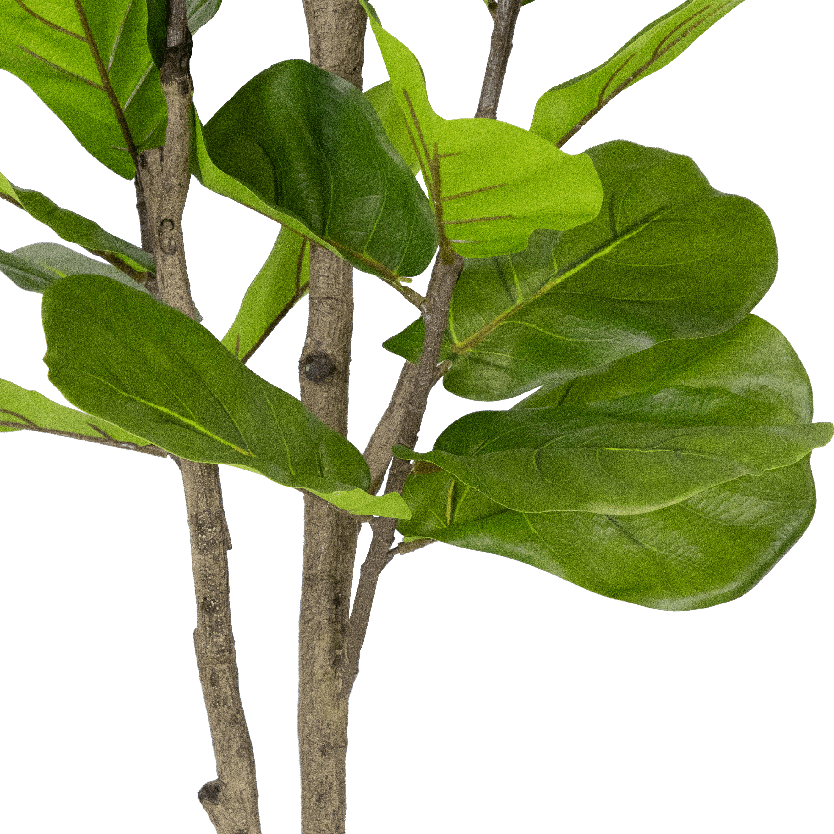 Fiddle Leaf 190cm