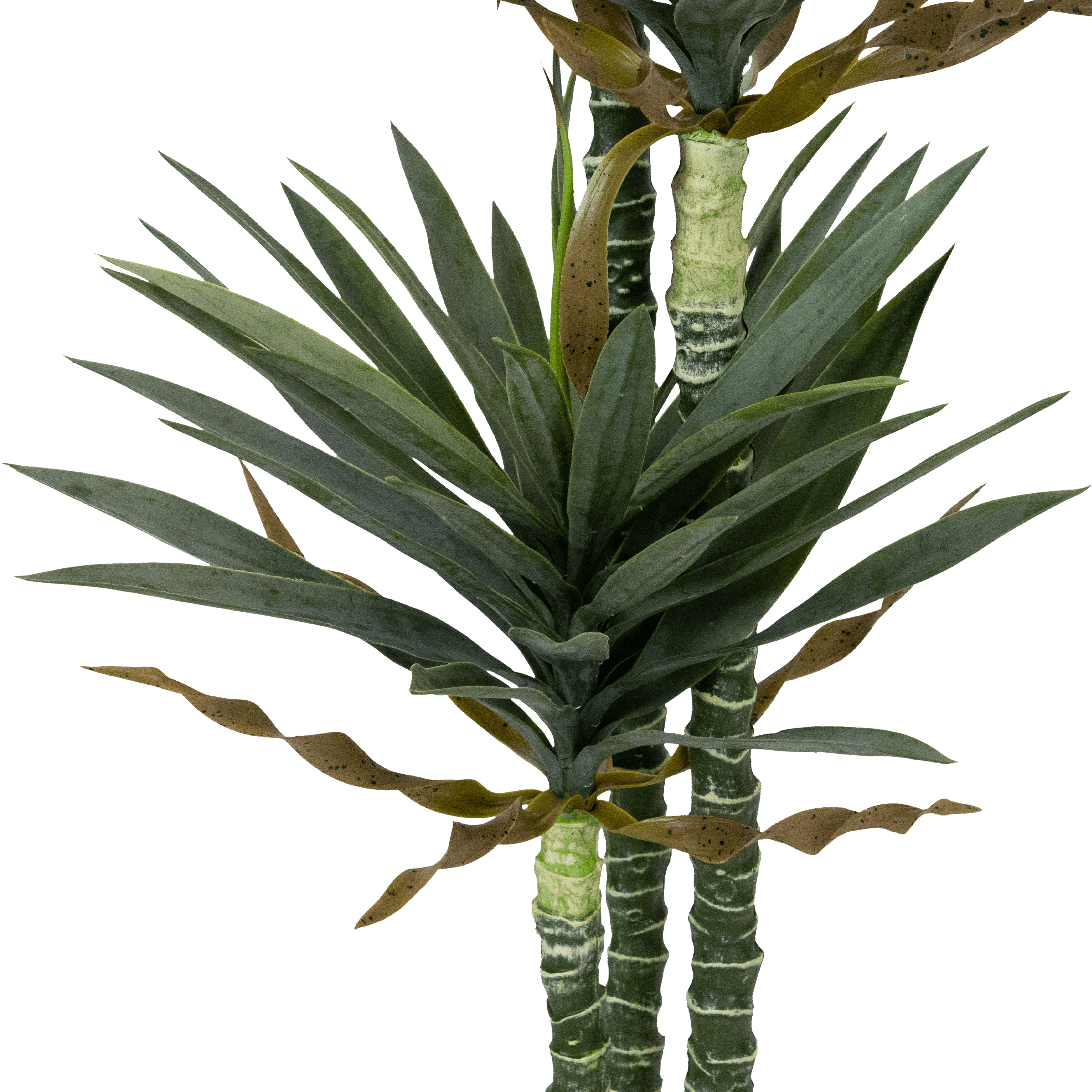 Yucca 160cm