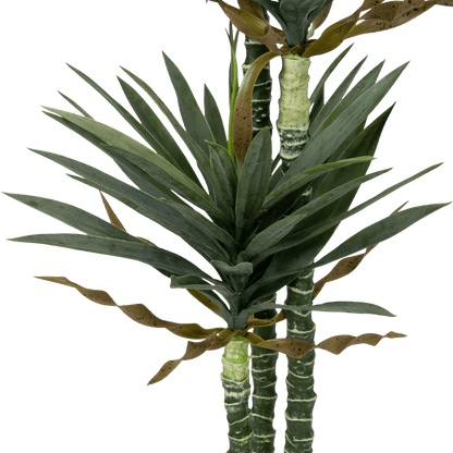 Yucca 160cm