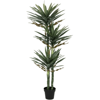 Yucca 160cm